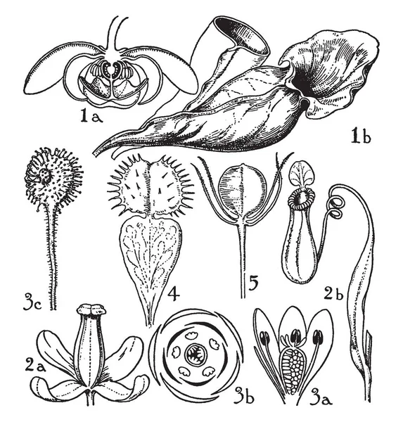 Sarraceniaceae 猪笼草科和 Droseraceae 花卉植物的订单的图片 这些订单的花朵是插图 复古线条画或雕刻插图 — 图库矢量图片