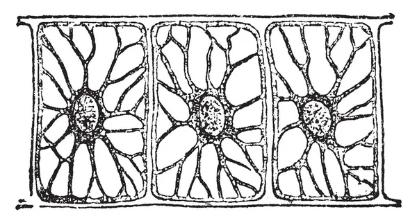 メデューサ Cunina ヴィンテージの線描画や彫刻イラストの触手の軸から Eartilaginous 一貫性の Vacnolated 内胚葉細胞 — ストックベクタ