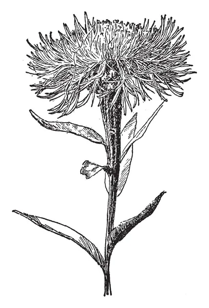 Centaurea Americana Sepet Çiçeği Olarak Bilinir Lavanta Pembe Ipliksi Çiçek — Stok Vektör