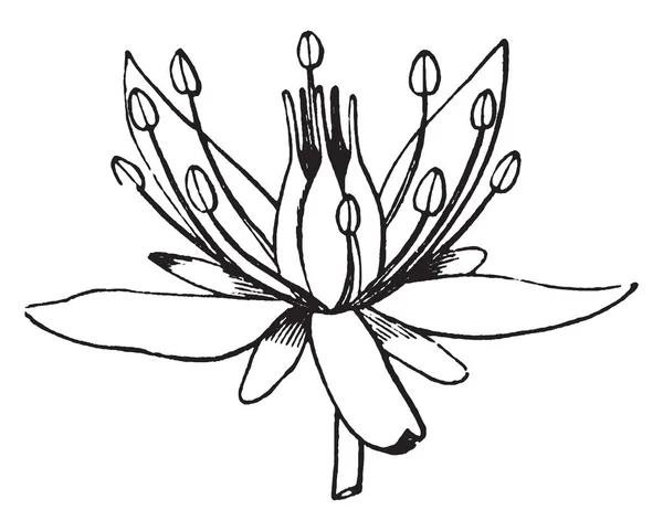 写真は 花を見せています これは マンネングサ として知られているセダムの花です それは ベンケイソウ科の家族に属しています それ花に 枚の花弁 ビンテージの線の描画や彫刻のイラストを色鮮やかな黄色があります — ストックベクタ