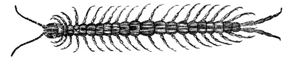 Tausendfüßer Jahrgangs Gravur Naturgeschichte Der Tiere 1880 — Stockvektor