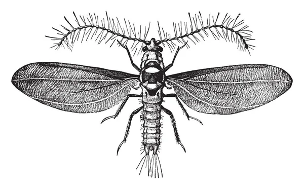 Donzig Kussen Scale Een Schaal Insect Dat Zich Met Meer — Stockvector