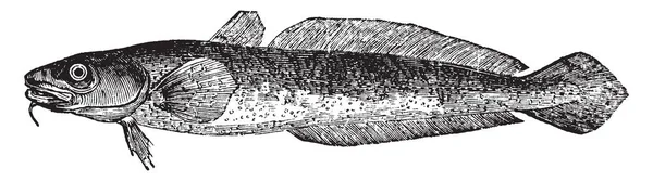 Burbot Unico Pesce Acqua Dolce Gadiforme Linea Vintage Disegno Incisione — Vettoriale Stock