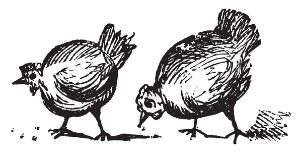 Dieses Bild Stellt Zwei Hühner Dar Vintage Linienzeichnung Oder Gravierillustration — Stockvektor