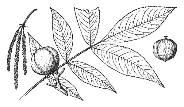 Obraz Przedstawiający Gałęzi Kwiatów Owoców Drzewa Hicoria Villosa Vintage Rysowania — Wektor stockowy