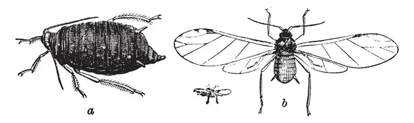 Fly Φασολιών Είναι Βρέθηκαν Πολλά Ποώδη Φυτά Εκλεκτής Ποιότητας Γραμμικό — Διανυσματικό Αρχείο
