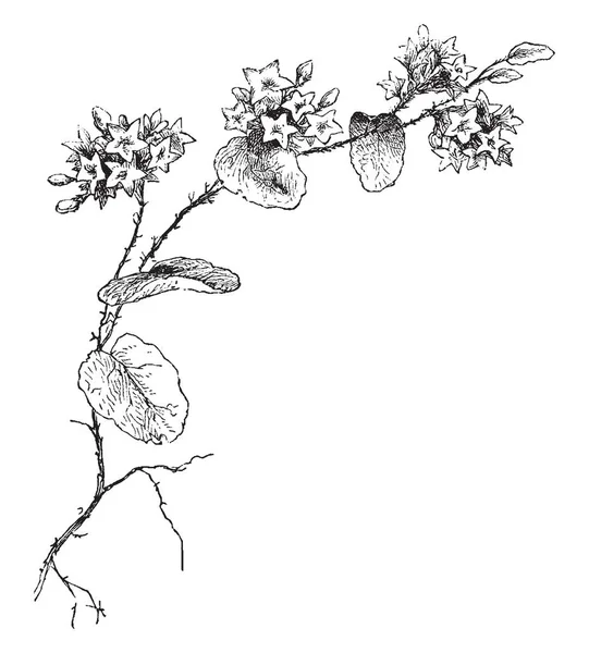 被称为五月花的花朵的图片 这朵花被发现在纽芬兰到佛罗里达州 西到肯塔基州和西北领地 它也被发现中欧和西非的一部分 复古线条画或雕刻插图 — 图库矢量图片