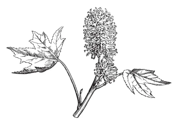 图片显示了甜胶植物的雌花开花分支 花呈黄绿色 叶掌状状或多裂 它是快速成长的树 复古线条画或雕刻插图 — 图库矢量图片