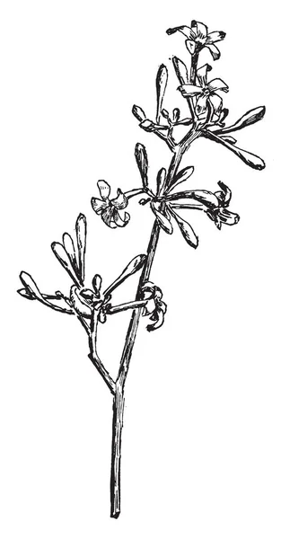 Obraz Květů Payapa Vyzrálé Květy Promění Papája Vintage Kreslení Čar — Stockový vektor