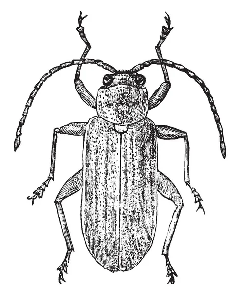 Vista Dorsal Del Escarabajo Hoja Que Familia Chrysomelidae Escarabajos Hoja — Archivo Imágenes Vectoriales