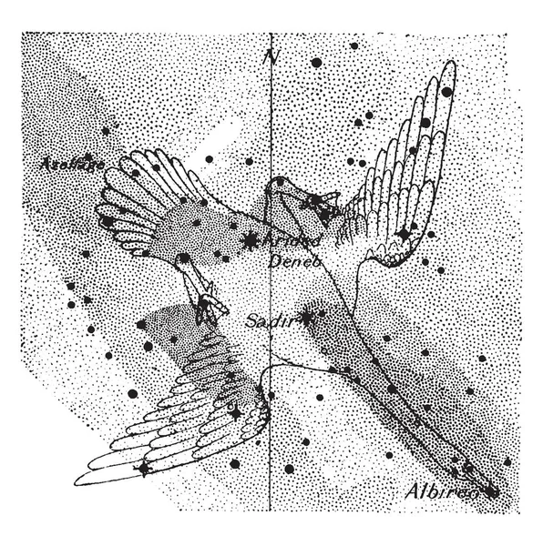 Cygnus Jest Północnej Konstelacji Reprezentujących Ptak Łabędź Vintage Rysowania Linii — Wektor stockowy