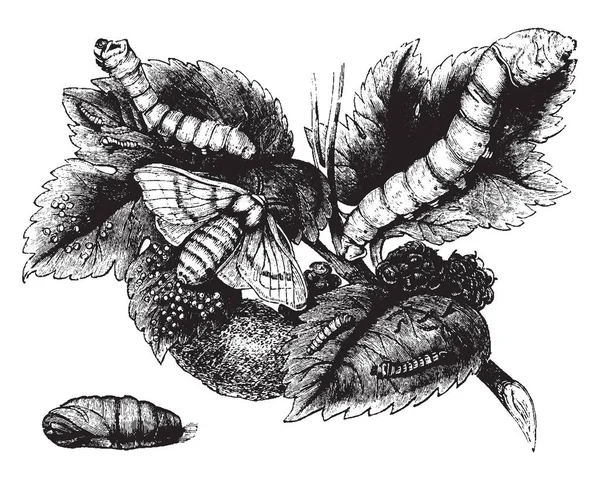 家蚕的飞蛾毛毛虫和菊花是一种重要的昆虫 是土生土长的中国北方 复古线画或雕刻插图 — 图库矢量图片