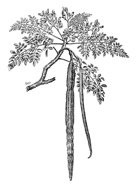 Křenem Strom Byl Pojmenován Kvůli Štiplavou Chuť Kořene Kořen Někdy — Stockový vektor