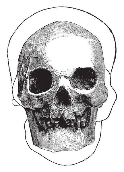 この図は Hochelagan スカル ビンテージの線描画や彫刻イラスト — ストックベクタ