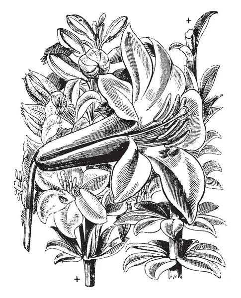 这张图片描绘了百合水洗的美丽 它是百合家族中的北美植物 它也被称为华盛顿百合 沙斯塔百合 复古线画或雕刻插图 — 图库矢量图片