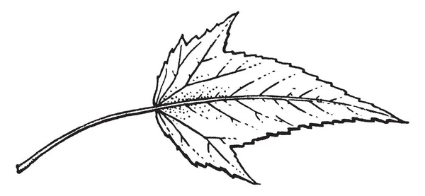 Bild Zeigt Das Blatt Einer Hibiskuspflanze Mit Stiel Vintage Linienzeichnung — Stockvektor