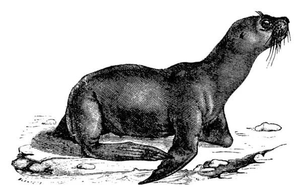 Sea Lion Vintage Engraved Illustration Natural History Animals 1880 — Stock Vector