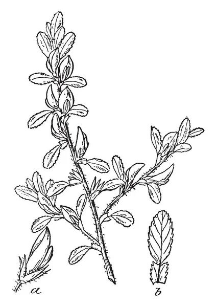Ortak Avrupa Çalılar Genellikle Daha Yayılıyor Papillonous Çiçek Vintage Çizgi — Stok Vektör
