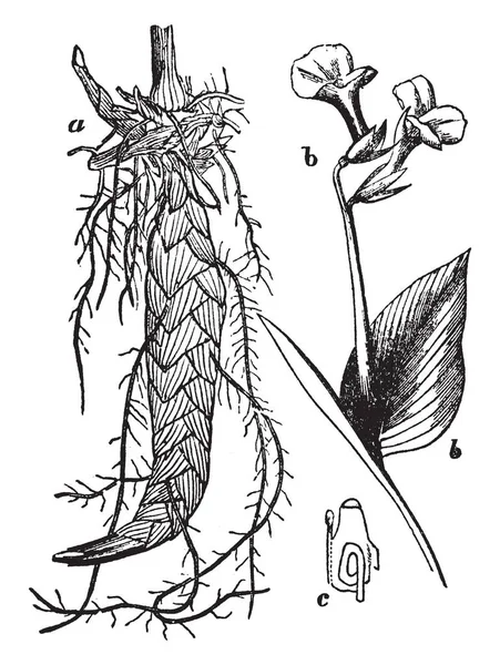 Esta Imagen Muestra Diferentes Partes Arrow Root Plant Las Que — Archivo Imágenes Vectoriales