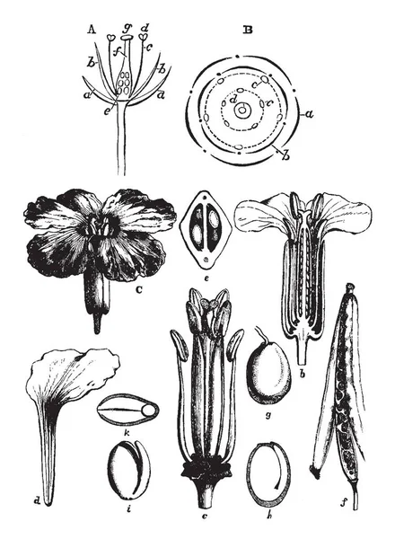 描述花的各个部分和结构的图片 复古线条画或雕刻插图 — 图库矢量图片