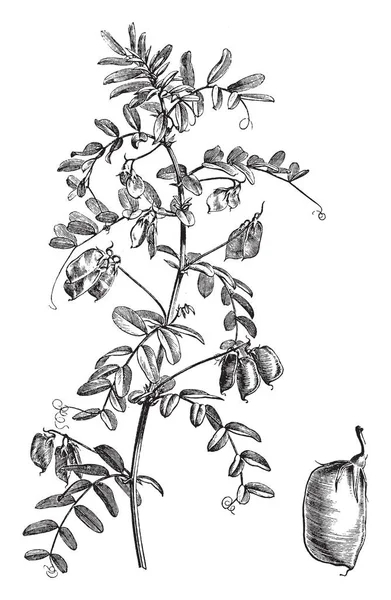 Αυτή Εικόνα Δείχνει Άνω Τμήμα Των Φυτών Του Lens Esculenta — Διανυσματικό Αρχείο
