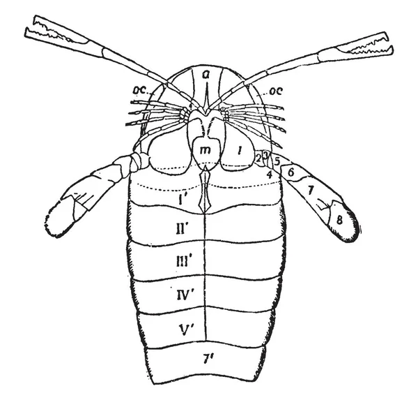 Pierygotus Osiliensis Segments Sixième Appendice Prosomatique Dessin Ligne Vintage Illustration — Image vectorielle