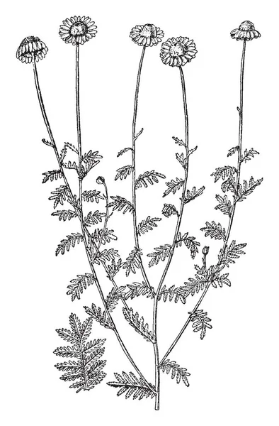 Une Image Montre Une Branche Des Fleurs Anthemis Tinctoria Également — Image vectorielle