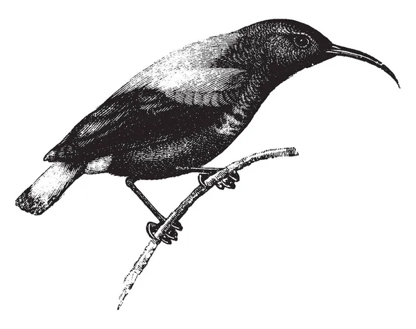 Esta Imagen Representa Splendid Sun Bird Dibujo Línea Vintage Ilustración — Archivo Imágenes Vectoriales