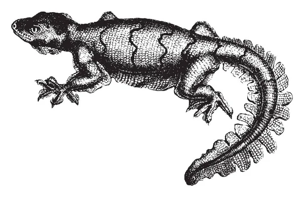 Geckoes Insectivores Vardır Ama Eğer Tehdit Vintage Çizgi Çizme Veya — Stok Vektör