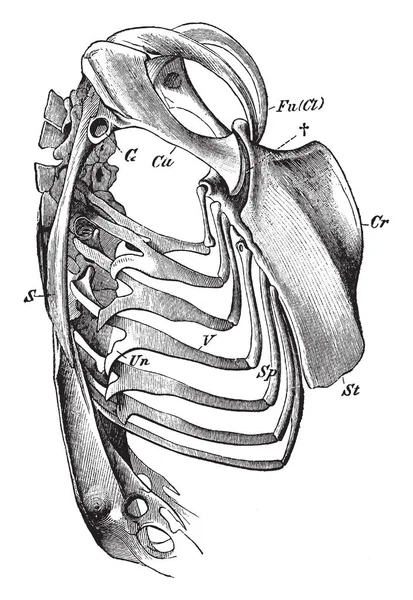 Esqueleto Del Tronco Halcón Que Articula Con Esternón Dibujo Línea — Archivo Imágenes Vectoriales