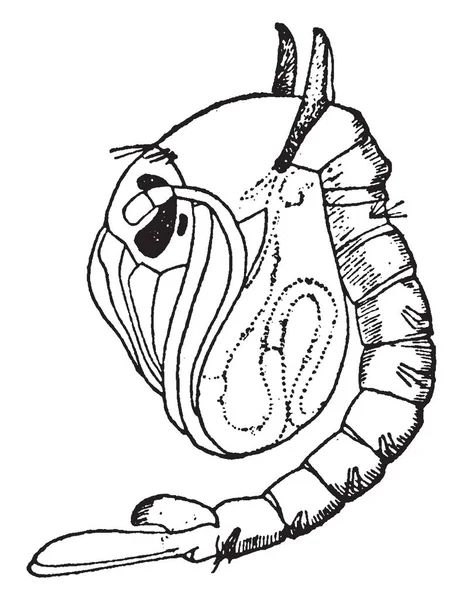 Chironomus는 인도의 Bloodworm 빈티지 그림의 Chironominae에서 Nonbiting Midges의 — 스톡 벡터