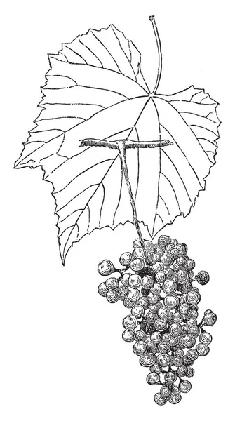 Berlandieri 是一种品种 果实在群中生长 叶子是绿色的3尖裂片 复古线条画或雕刻插图 — 图库矢量图片