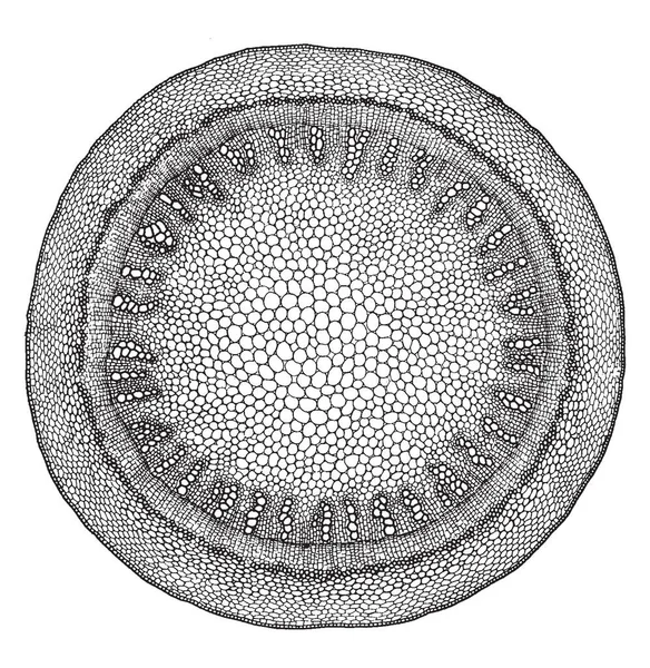 Diagram Cross Section Stem Which Showing Ring Secondary Xylem Vintage — Stock Vector