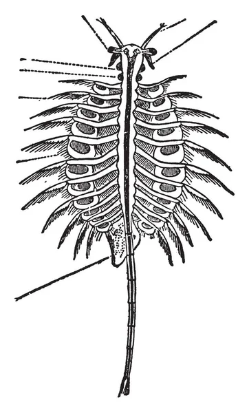 ブラインシュリンプは Aquative 甲殻類 ビンテージの線描画や彫刻イラストの種 — ストックベクタ