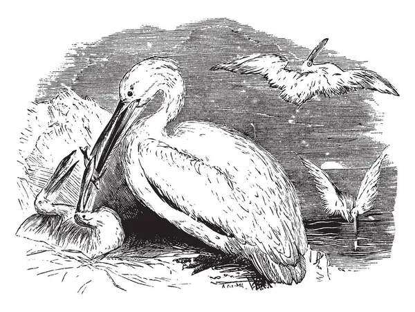 Deze Afbeelding Vertegenwoordigt Pelican Voeden Haar Jonge Vintage Lijntekening Gravure — Stockvector