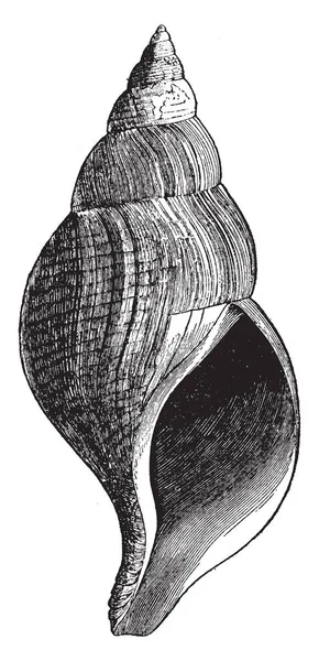 Neptunea Islandica Comune Gasteropode Fusoide Dell Atlantico Settentrionale Illustrazione Vintage — Vettoriale Stock