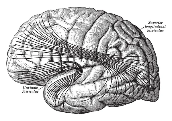 Los Tractos Asociación Más Importantes Del Cerebro Dibujo Líneas Vintage — Vector de stock