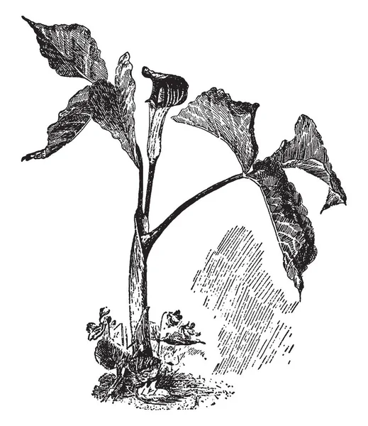 Una Imagen Muestra Arisaema Triphyllum Plant Son Color Amarillo Verdoso — Vector de stock