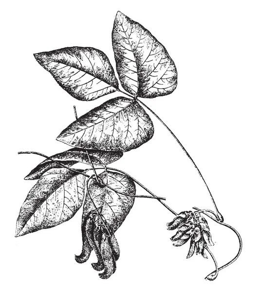 Bu resim Stizolobium Pruriens bitkidir. Tripinnate, üçle, Rhombus şeklinde, vintage çizgi çizme veya oyma illüstrasyon yapraklar.