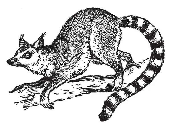 Halka kuyruklu maki çizim veya illüstrasyon oyma bir grimsi, vintage çizgidir.