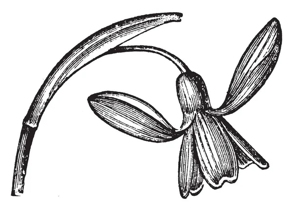 Obrázek Ukazuje Sněženka Kvetoucí Rostlina Jednotlivé Bílé Květy Volně Viset — Stockový vektor
