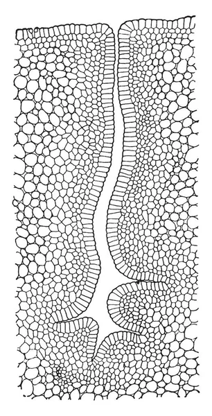 デイリリー ビンテージの線描画や彫刻イラストの卵巣で蜜腺を示す画像 — ストックベクタ