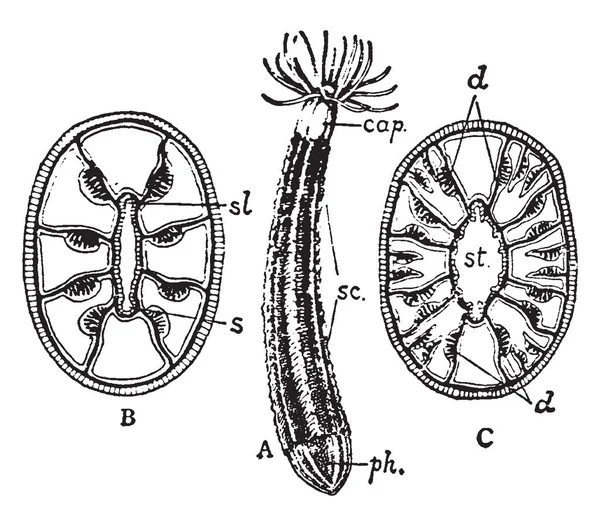 Edwardsia Cliparedii Montrant Arrangement Des Mésentères Dessin Ligne Vintage Illustration — Image vectorielle