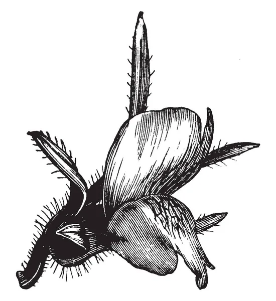 Wird Antirrhinum Orontium Genannt Wegen Der Fantasievollen Ähnlichkeit Der Blumen — Stockvektor
