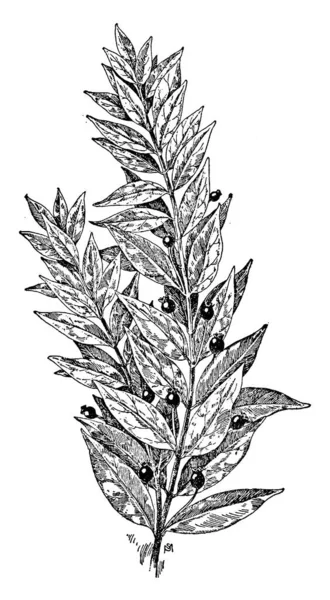 Кустарник Содержащий Листья Ягоды Рисунок Винтажной Линии Гравировку — стоковый вектор