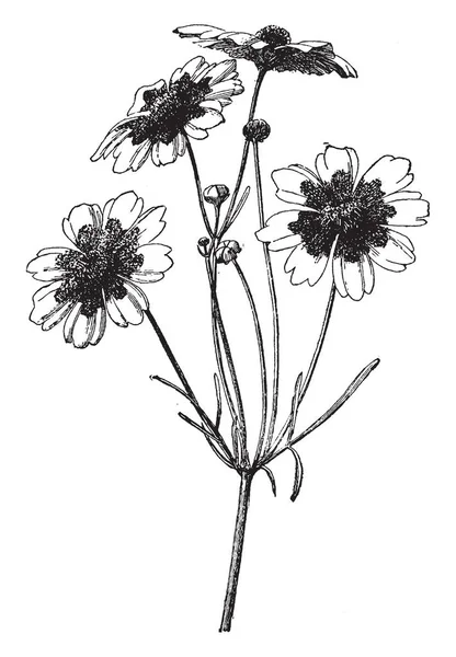 一幅画显示了金鸡菊靛的枝和花 也被称为 Tickseed 生长一到三英尺高 复古线条画或雕刻插图 — 图库矢量图片