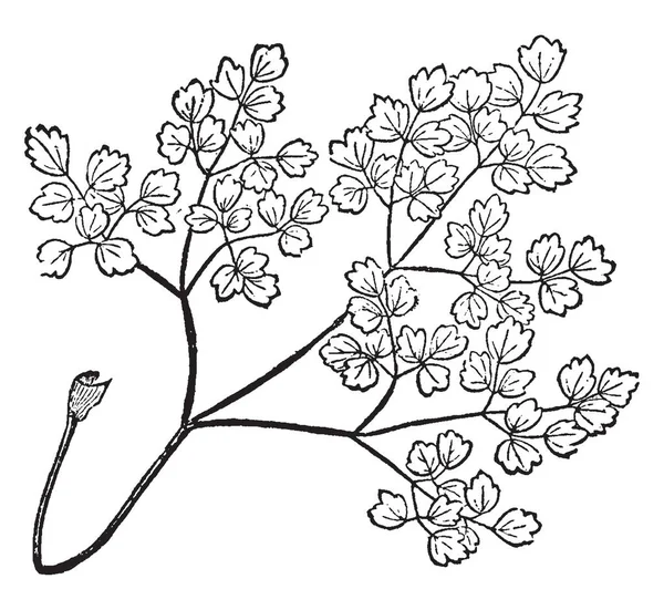Dieses Bild Gehört Einem Zweig Einer Pflanze Der Als Wiesenraute — Stockvektor