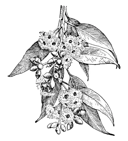 ユーカリの木の花 それの芽はオリーブ ヴィンテージの線画のような捜すか またはイラストを彫刻 — ストックベクタ