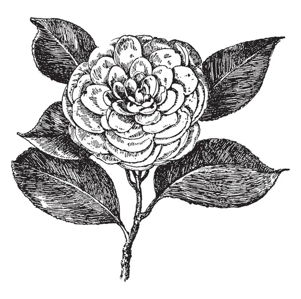 Esta Una Foto Downing Camellia Japonica Flor Tiene Pétalos Muy — Archivo Imágenes Vectoriales