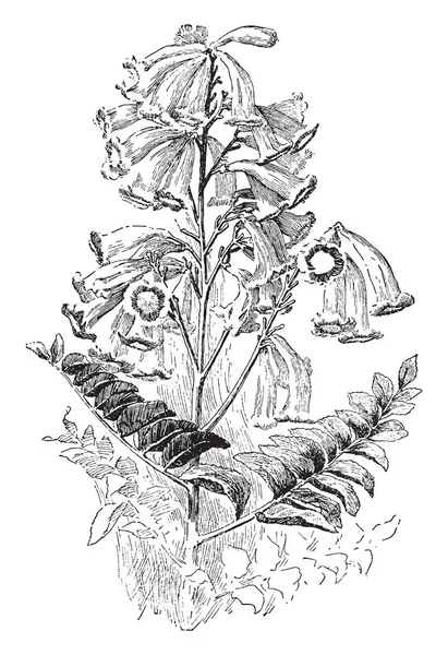 一张图片显示了 Tecoma 桉植物和长漏斗 钟形花 它属于 Tecoma 花是黄色的 橙色和叶子是相反的 奇数羽状 复古线条画或雕刻插图 — 图库矢量图片